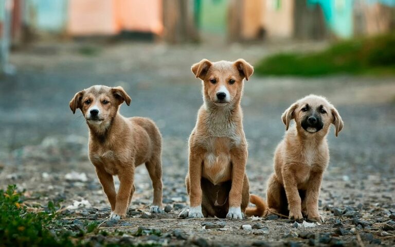 Lotta al randagismo, il Comune promuove la microchippatura gratuita dei cani Lotta al randagismo, il Comune promuove la microchippatura gratuita dei cani